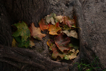 Bright orange and red fallen leaves on a ground in a tree roots