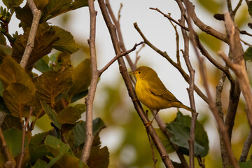 Yellow Warbler Perched in Tree