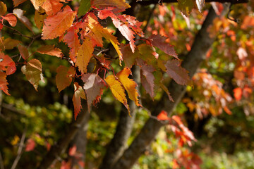 Bright red and orange leaves on a tree. Sunny autumn day 