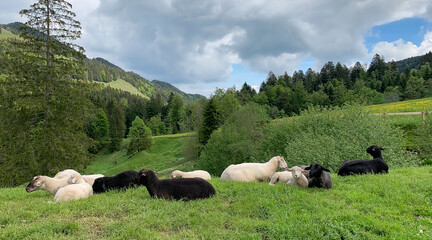 Obraz premium Scenery with sheep in pristine green nature.