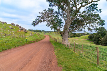 Fototapeta na wymiar Rough farm road leading away past big tree on Waiheke Island New Zealand