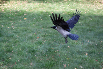 A crow flew away of a grass outdoors. Fallen leaves in a green grass