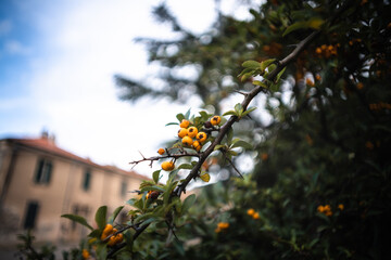Closeup of a pyracantha tree branch with yellow berries