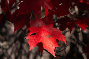 Fototapeta premium Amongst the Shadows a red maple leaf