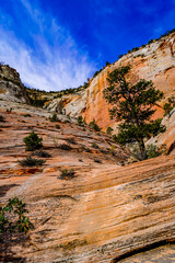Trees covering a sandstone canyon in Utah