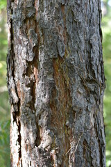 Old pine tree in the forest, texture
