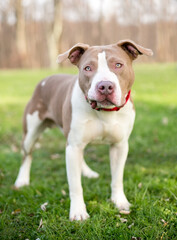 A Pit Bull Terrier mixed breed dog looking at the camera with a funny expression on its face