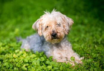 A Yorkshire Terrier x Poodle mixed breed dog lying down in the grass
