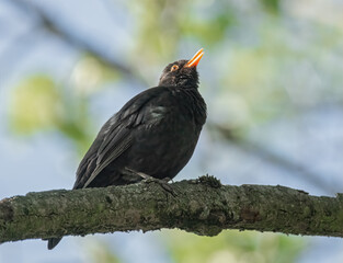 Amsel im Sonnenschein