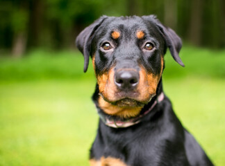 A purebred Rottweiler dog looking at the camera with an alert expression