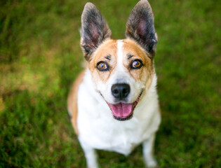 Naklejka na ściany i meble A Welsh Corgi x Terrier mixed breed dog looking up at the camera with a happy expression