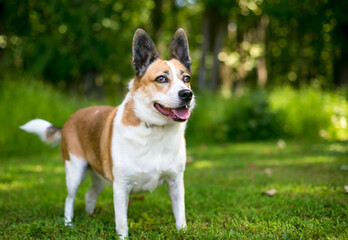 A Welsh Corgi x Terrier mixed breed dog standing outdoors with an alert expression
