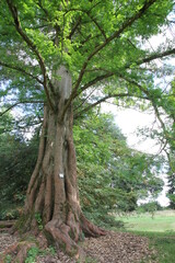 Fototapeta premium sous bois