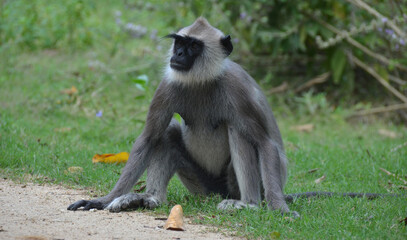 Fauna de la isla de Sri Lanka, lengur