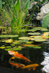 Koi carp in a pond with waterlilies and a waterfall.
