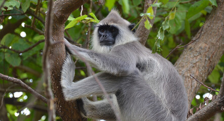 Fauna de la isla de Sri Lanka, lengur