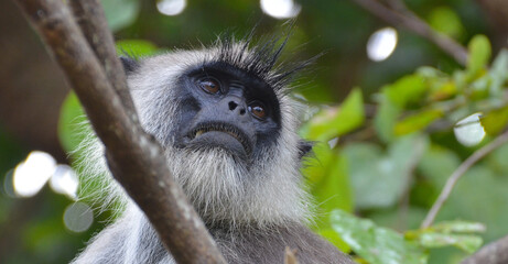 Fauna de la isla de Sri Lanka, lengur
