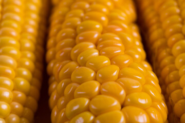 Corn lies on canvas. A new crop. Corn cob on a plate. Sweet corn on background for food ingredients and cooking concept.