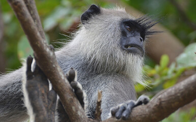 Fauna de la isla de Sri Lanka, lengur