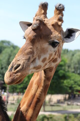 girafe