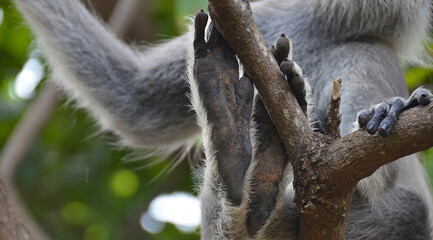 Fauna de la isla de Sri Lanka, lengur