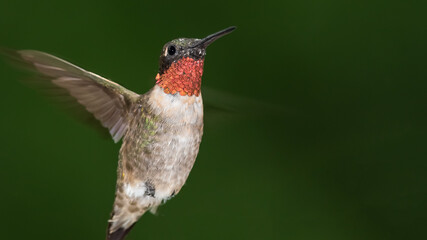 Fototapeta na wymiar Ruby Throated Hummingbird Hovering in the Green Forest