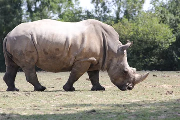 Foto op Plexiglas rhinocéros © laclairettetedit
