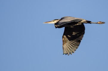 Great Blue Heron Flying in a Blue Sky