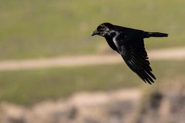 Naklejka premium Common Black Raven Flying Over the Canyon Floor