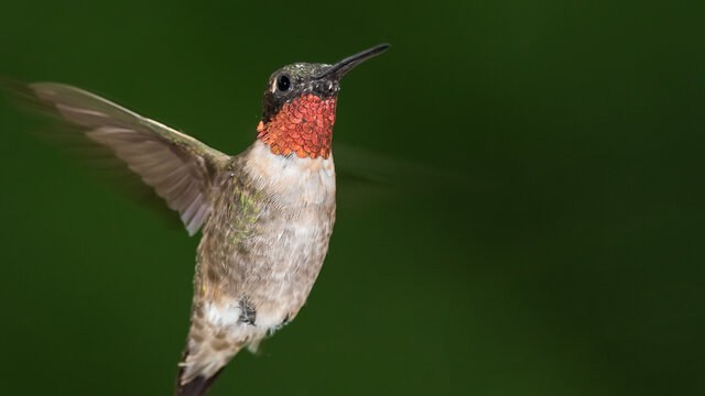 Ruby Throated Hummingbird Hovering in the Green Forest
