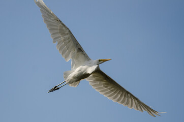 White Great Egret Flying in a Blue Sky