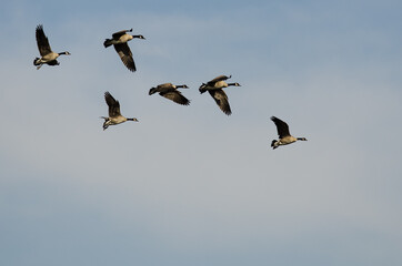 Flock of Canada Geese Flying in a Blue Sky