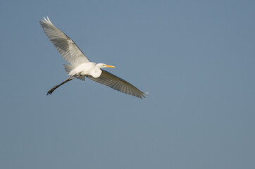 Great Egret Flying in a Blue Sky