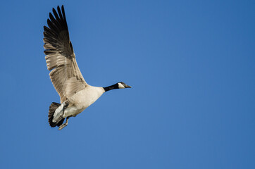 Lone Canada Goose Flying in a Blue Sky