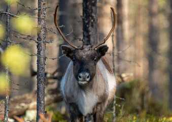 Rentier im Wald in schwedisch Lappland