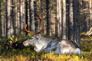 Rentier im Wald in schwedisch Lappland