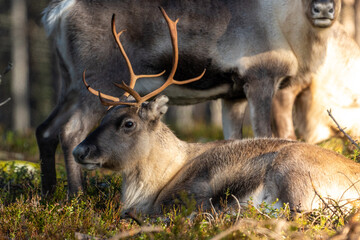 Rentier im Wald in schwedisch Lappland