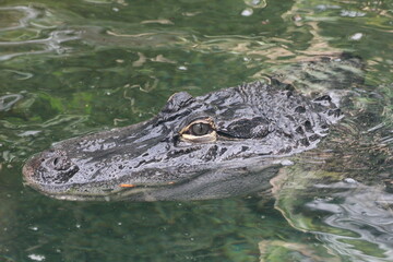 alligator