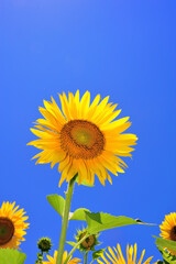 青空とひまわり