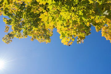 青々とした綺麗な空の下の紅葉