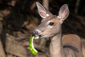 Young Doe Eating Watermelon Rind. A young female deer eating a green watermelon rind. The rind is sticking out from her mouth. Closeup view of just her head. Shallow depth of field.