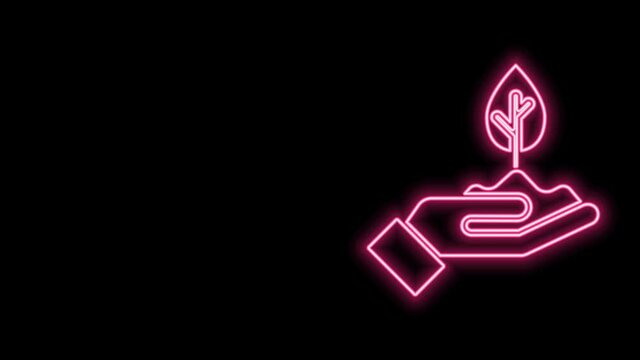 Glowing neon line Plant in hand of environmental protection icon isolated on black background. Seed and seedling. Planting sapling. 4K Video motion graphic animation