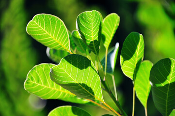 日を浴びる若葉