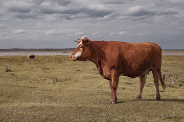 Brown cows in the field on cloudy day.