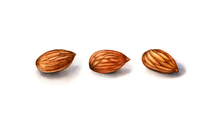 Watercolor almonds. Realistic botanical illustration with peeled almond fruits. Set of three nuts. Hand painted isolated clipart. Food illustration in brown beige color for label design