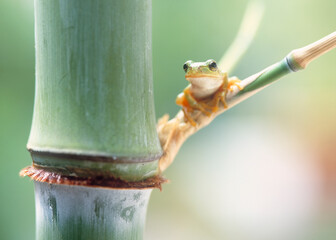竹の枝にカエル