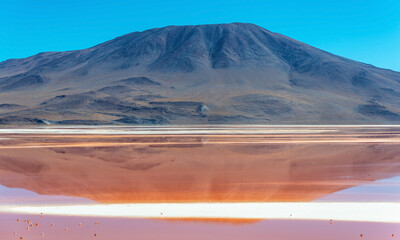 Andes mountain reflection in the Laguna Colorada, Red Lagoon, with James Flamingo (Phoenicoparrus...