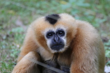 gibbon