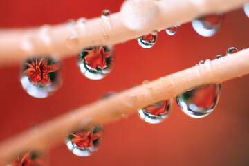 水滴に映ったユリの花