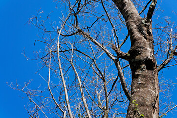 Dead tree and blue sky, Rio, Brazil